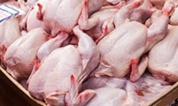 تداوم اجرای طرح تولید قراردادی گوشت مرغ گرم در فارس